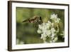 Horse Fly (Pangonius Pyritosus) Foraging for Nectar on Cretan Oregano (Origanum Onites) Flowers-Nick Upton-Framed Photographic Print
