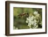 Horse Fly (Pangonius Pyritosus) Foraging for Nectar on Cretan Oregano (Origanum Onites) Flowers-Nick Upton-Framed Photographic Print