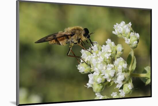 Horse Fly (Pangonius Pyritosus) Foraging for Nectar on Cretan Oregano (Origanum Onites) Flowers-Nick Upton-Mounted Photographic Print
