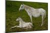 Horse Foal-Charles Bowman-Mounted Photographic Print