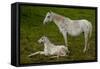 Horse Foal-Charles Bowman-Framed Stretched Canvas