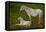 Horse Foal-Charles Bowman-Framed Stretched Canvas