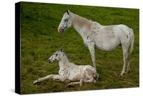 Horse Foal-Charles Bowman-Stretched Canvas