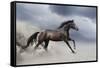 Horse Gallop in Desert-Callipso88-Framed Stretched Canvas