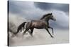 Horse Gallop in Desert-Callipso88-Stretched Canvas