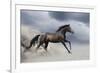 Horse Gallop in Desert-Callipso88-Framed Photographic Print