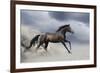 Horse Gallop in Desert-Callipso88-Framed Photographic Print