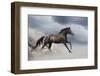 Horse Gallop in Desert-Callipso88-Framed Photographic Print