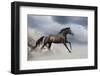 Horse Gallop in Desert-Callipso88-Framed Photographic Print