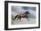 Horse Gallop in Desert-Callipso88-Framed Photographic Print