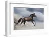 Horse Gallop in Desert-Callipso88-Framed Photographic Print