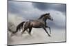 Horse Gallop in Desert-Callipso88-Mounted Photographic Print