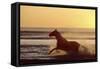 Horse Galloping Through Surf at Sunset-null-Framed Stretched Canvas