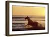 Horse Galloping Through Surf at Sunset-null-Framed Photographic Print