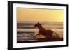 Horse Galloping Through Surf at Sunset-null-Framed Photographic Print