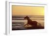 Horse Galloping Through Surf at Sunset-null-Framed Photographic Print