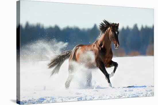 Horse Gallops in Winter-Alexia Khruscheva-Stretched Canvas