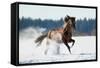 Horse Gallops in Winter-Alexia Khruscheva-Framed Stretched Canvas