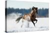 Horse Gallops in Winter-Alexia Khruscheva-Stretched Canvas