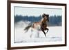 Horse Gallops in Winter-Alexia Khruscheva-Framed Photographic Print