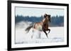 Horse Gallops in Winter-Alexia Khruscheva-Framed Photographic Print