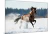 Horse Gallops in Winter-Alexia Khruscheva-Mounted Photographic Print