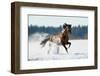 Horse Gallops in Winter-Alexia Khruscheva-Framed Photographic Print