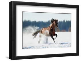 Horse Gallops in Winter-Alexia Khruscheva-Framed Photographic Print