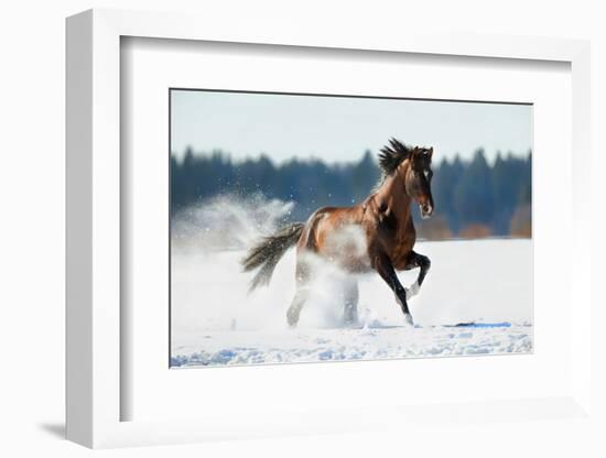 Horse Gallops in Winter-Alexia Khruscheva-Framed Photographic Print