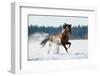 Horse Gallops in Winter-Alexia Khruscheva-Framed Photographic Print