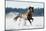 Horse Gallops in Winter-Alexia Khruscheva-Mounted Photographic Print
