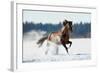 Horse Gallops in Winter-Alexia Khruscheva-Framed Photographic Print