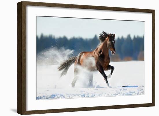 Horse Gallops in Winter-Alexia Khruscheva-Framed Photographic Print