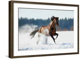 Horse Gallops in Winter-Alexia Khruscheva-Framed Photographic Print