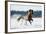 Horse Gallops in Winter-Alexia Khruscheva-Framed Photographic Print