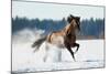 Horse Gallops in Winter-Alexia Khruscheva-Mounted Photographic Print