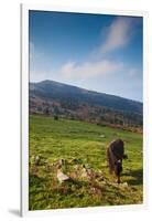 Horse grazing along the Jaizkibel Road, Hondarribia, Guipuzcoa Province, Basque Country Region,...-null-Framed Photographic Print