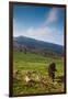 Horse grazing along the Jaizkibel Road, Hondarribia, Guipuzcoa Province, Basque Country Region,...-null-Framed Photographic Print