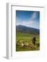 Horse grazing along the Jaizkibel Road, Hondarribia, Guipuzcoa Province, Basque Country Region,...-null-Framed Photographic Print