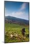 Horse grazing along the Jaizkibel Road, Hondarribia, Guipuzcoa Province, Basque Country Region,...-null-Mounted Photographic Print