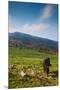 Horse grazing along the Jaizkibel Road, Hondarribia, Guipuzcoa Province, Basque Country Region,...-null-Mounted Premium Photographic Print