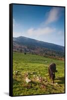 Horse grazing along the Jaizkibel Road, Hondarribia, Guipuzcoa Province, Basque Country Region,...-null-Framed Stretched Canvas