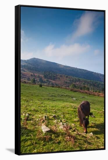 Horse grazing along the Jaizkibel Road, Hondarribia, Guipuzcoa Province, Basque Country Region,...-null-Framed Stretched Canvas