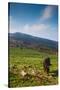 Horse grazing along the Jaizkibel Road, Hondarribia, Guipuzcoa Province, Basque Country Region,...-null-Stretched Canvas