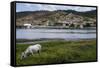 Horse Grazing Along the Rio Paraguacu in Cachoeira, Bahia, Brazil, South America-Michael Runkel-Framed Stretched Canvas