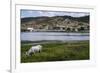 Horse Grazing Along the Rio Paraguacu in Cachoeira, Bahia, Brazil, South America-Michael Runkel-Framed Photographic Print