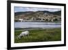 Horse Grazing Along the Rio Paraguacu in Cachoeira, Bahia, Brazil, South America-Michael Runkel-Framed Photographic Print