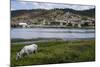 Horse Grazing Along the Rio Paraguacu in Cachoeira, Bahia, Brazil, South America-Michael Runkel-Mounted Photographic Print