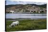 Horse Grazing Along the Rio Paraguacu in Cachoeira, Bahia, Brazil, South America-Michael Runkel-Stretched Canvas