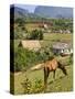 Horse Grazing on a Hillside in the Valle De Vinales, Pinar Del Rio Province, Cuba-Martin Child-Stretched Canvas